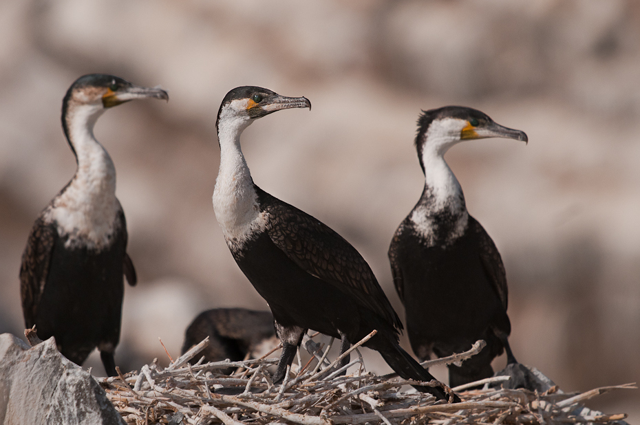  Kormorany Senegal Nikon D300 Sigma APO 500mm f/4.5 DG/HSM Budapeszt Bamako 0 ptak dziób kormoran dzikiej przyrody ptak morski suliformes wodny ptak