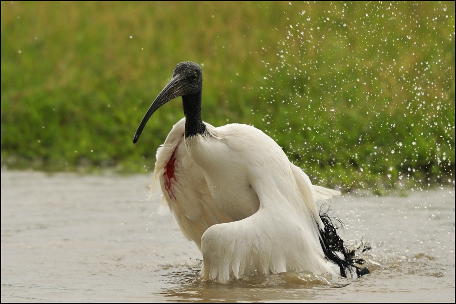  Ibis czczony Ptaki Nikon D300 Sigma APO 500mm f/4.5 DG/HSM Tanzania 0 ptak ibis fauna dziób woda wodny ptak dzikiej przyrody Ciconiiformes bocian egret