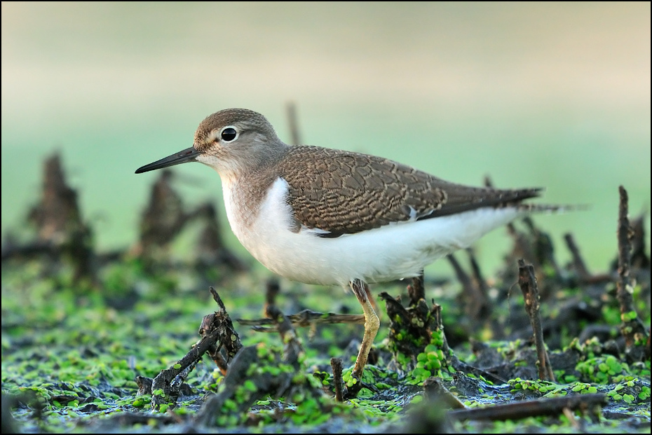  Brodziec piskliwy Ptaki Nikon D300 Sigma APO 500mm f/4.5 DG/HSM Zwierzęta ptak fauna dziób shorebird dzikiej przyrody brodziec redshank wodny ptak Calidrid charadriiformes