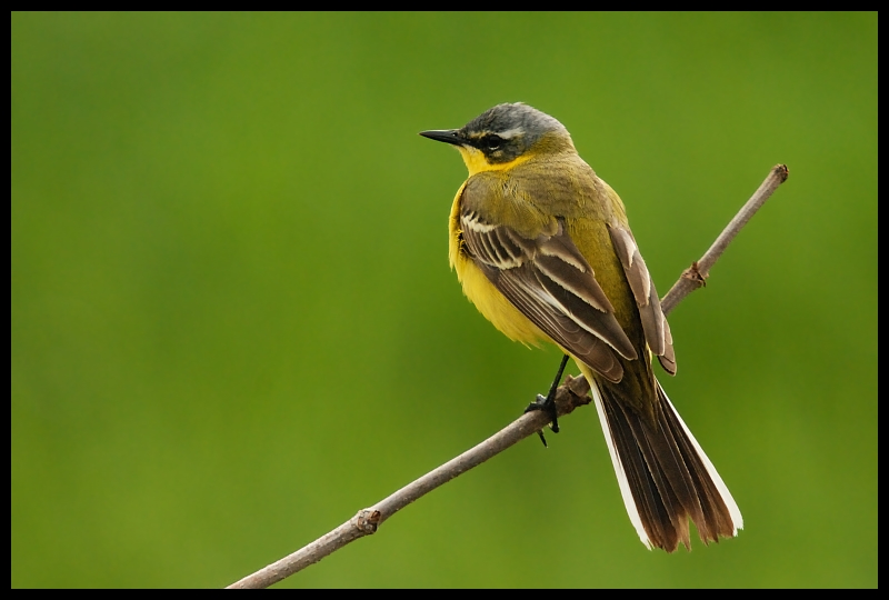  Pliszka żółta Ptaki pliszka ptaki Nikon D200 Sigma APO 50-500mm f/4-6.3 HSM Zwierzęta ptak fauna dziób dzikiej przyrody flycatcher starego świata słowik zięba wilga na starym świecie organizm skrzydło