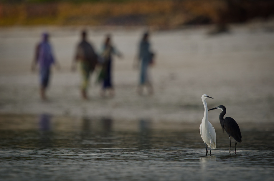  Czaple zmienne Ptaki Nikon D7000 Sigma APO 500mm f/4.5 DG/HSM Zanzibar 0 ptak woda dziób żuraw jak ptak ptak morski wodny ptak dźwig Ciconiiformes czapla shorebird