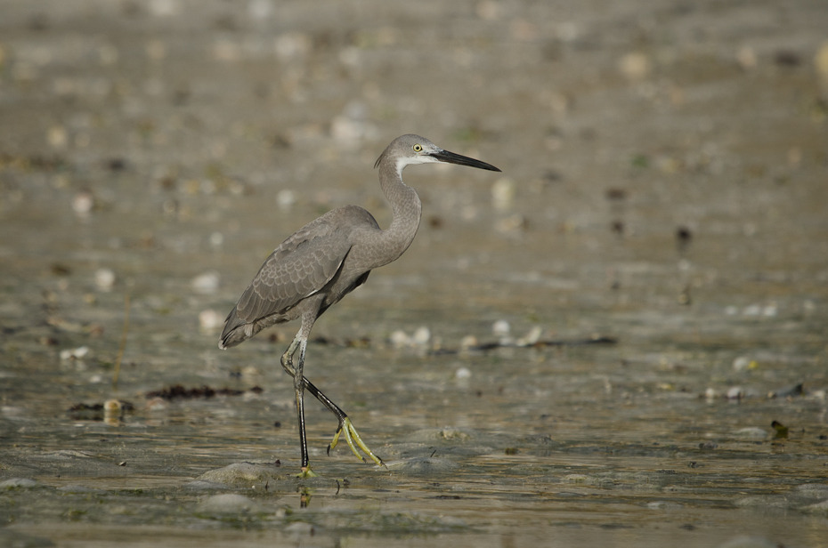  Czapla zmienna Ptaki Nikon D7000 Sigma APO 500mm f/4.5 DG/HSM Zanzibar 0 ptak ekosystem fauna dziób shorebird dzikiej przyrody czapla żuraw jak ptak mała niebieska czapla wodny ptak