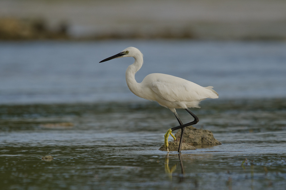  Czapla zmienna Ptaki Nikon D7000 Sigma APO 500mm f/4.5 DG/HSM Zanzibar 0 ptak Wielka czapla egret fauna czapla woda dziób shorebird wodny ptak pelecaniformes