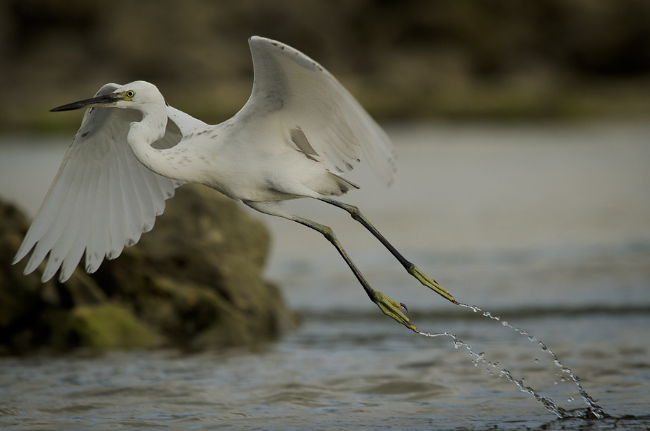  Czapla zmienna Ptaki Nikon D7000 Sigma APO 500mm f/4.5 DG/HSM Zanzibar 0 ptak Wielka czapla dziób woda dzikiej przyrody fauna egret czapla shorebird skrzydło