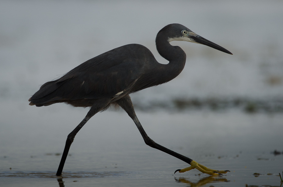  Czapla zmienna Ptaki Nikon D7000 Sigma APO 500mm f/4.5 DG/HSM Zanzibar 0 ptak dziób czapla mała niebieska czapla shorebird Wielka czapla pelecaniformes egret dzikiej przyrody bocian