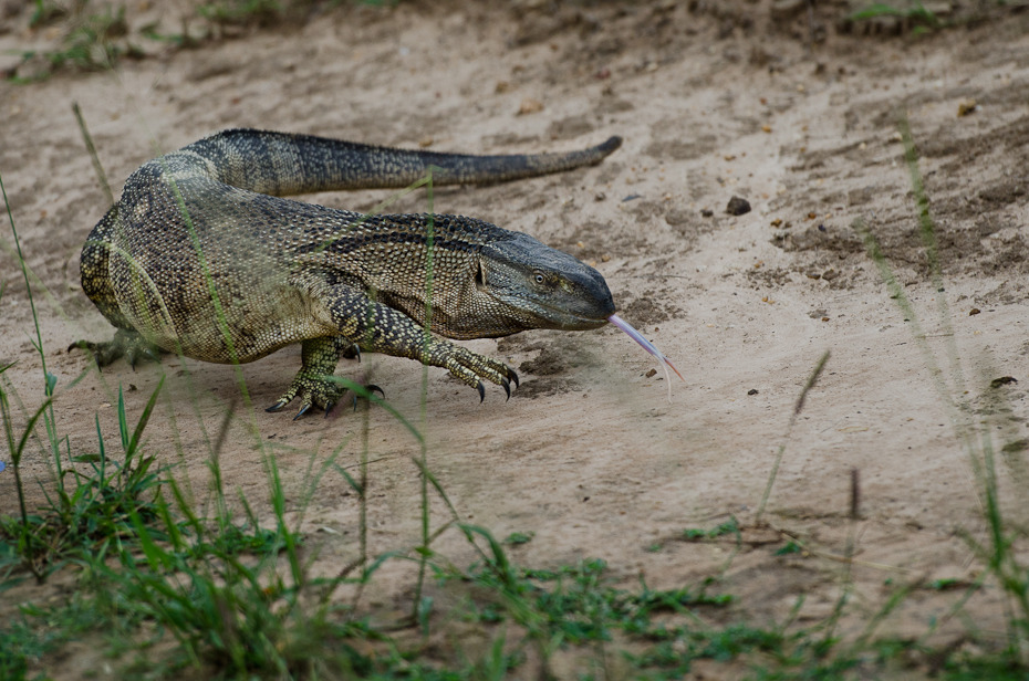  Waran Przyroda Nikon D7000 AF-S Nikkor 70-200mm f/2.8G Tanzania 0 gad skalowany gad fauna jaszczurka smok Komodo zwierzę lądowe organizm trawa dzikiej przyrody lacertidae