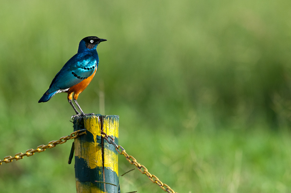  Błyszczak rudobrzuchy Przyroda Nikon D300 Sigma APO 500mm f/4.5 DG/HSM Tanzania 0 ptak dziób ekosystem fauna dzikiej przyrody organizm coraciiformes flycatcher starego świata trawa