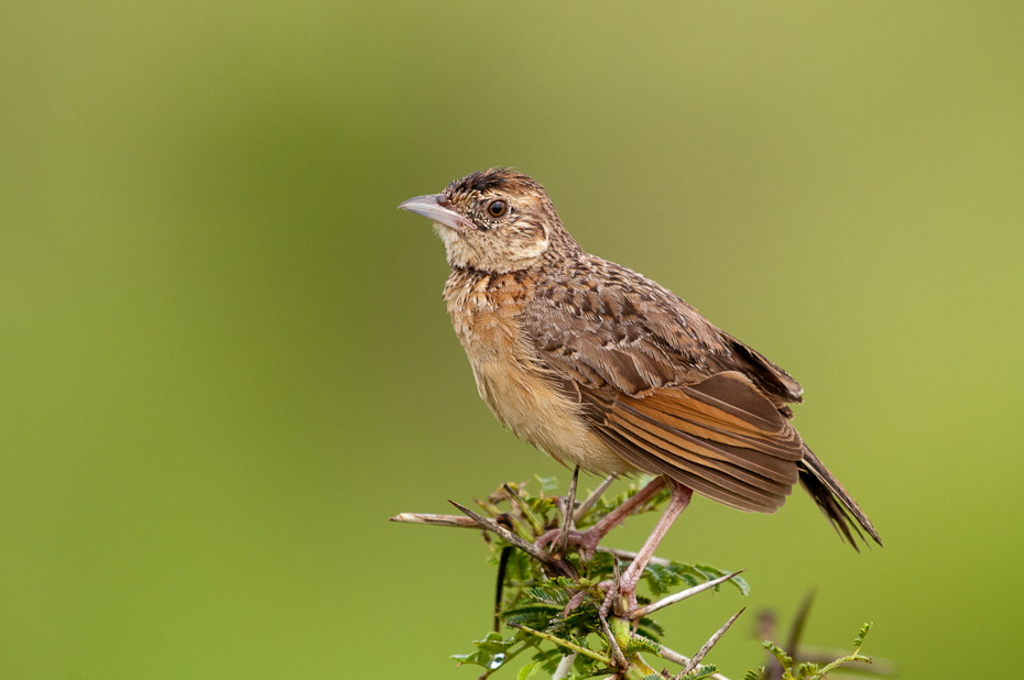  Skowroniec białokarkowy Ptaki Nikon D300 Sigma APO 500mm f/4.5 DG/HSM Tanzania 0 ptak fauna dziób strzyżyk skowronek wróbel słowik dzikiej przyrody flycatcher starego świata ptak przysiadujący