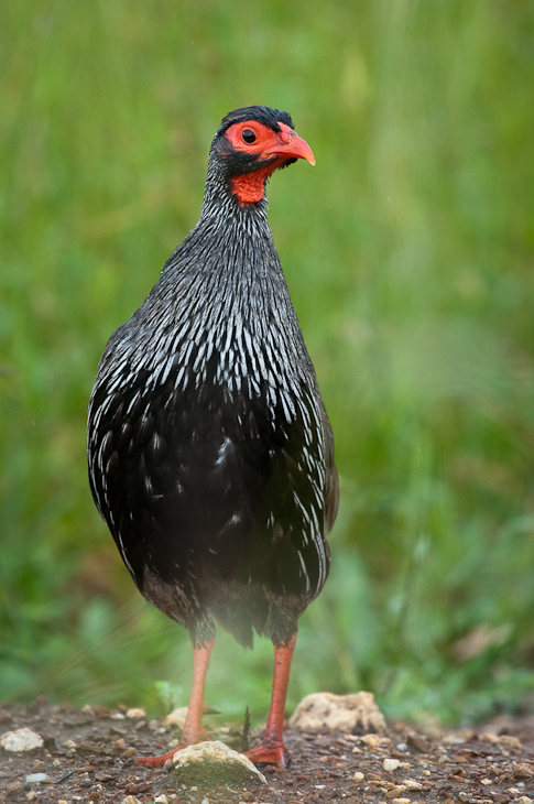  Frankolin czerwonogardły Ptaki Nikon D300 Sigma APO 500mm f/4.5 DG/HSM Tanzania 0 ptak fauna dziób galliformes bażant ptactwo dzikiej przyrody organizm Phasianidae zwierzę lądowe