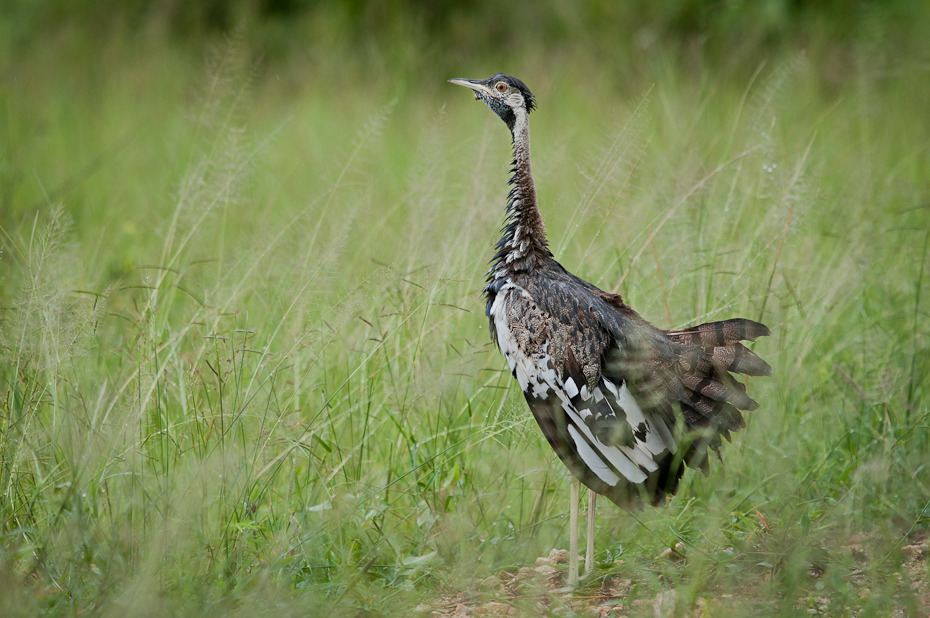  Dropik białouchy Ptaki Nikon D300 Sigma APO 500mm f/4.5 DG/HSM Tanzania 0 ptak ekosystem fauna galliformes łąka dziób dzikiej przyrody trawa ecoregion pardwa