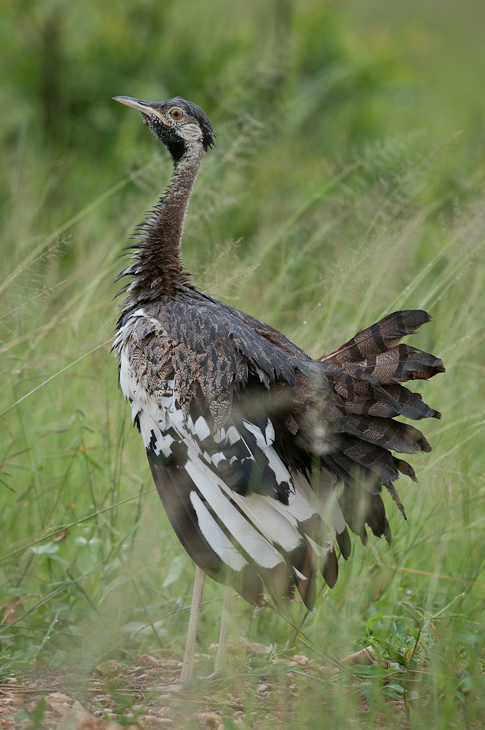  Dropik białouchy Ptaki Nikon D300 Sigma APO 500mm f/4.5 DG/HSM Tanzania 0 ptak ekosystem fauna dziób dzikiej przyrody wodny ptak pióro drop gęś otididae