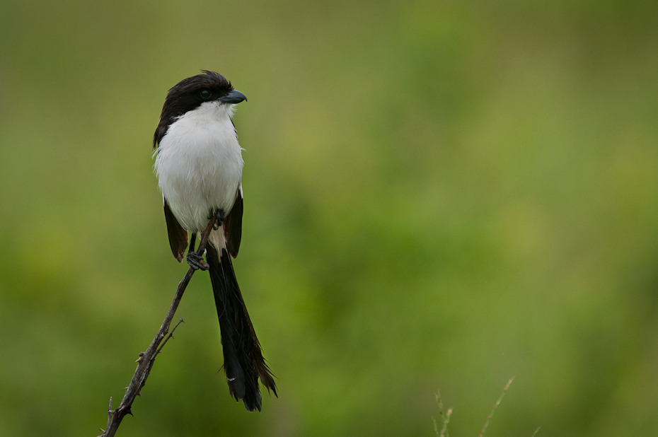  Dzierzba sawannowa Ptaki Nikon D300 Sigma APO 500mm f/4.5 DG/HSM Tanzania 0 ptak ekosystem fauna dziób dzikiej przyrody skrzydło flycatcher starego świata ecoregion łąka trawa