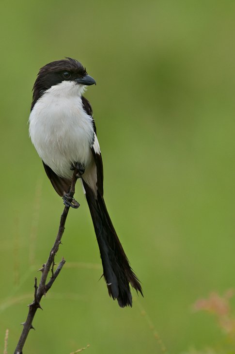  Dzierzba sawannowa Ptaki Nikon D300 Sigma APO 500mm f/4.5 DG/HSM Tanzania 0 ptak fauna dziób dzikiej przyrody pióro skrzydło sroka sroka eurasian flycatcher starego świata ptak przysiadujący