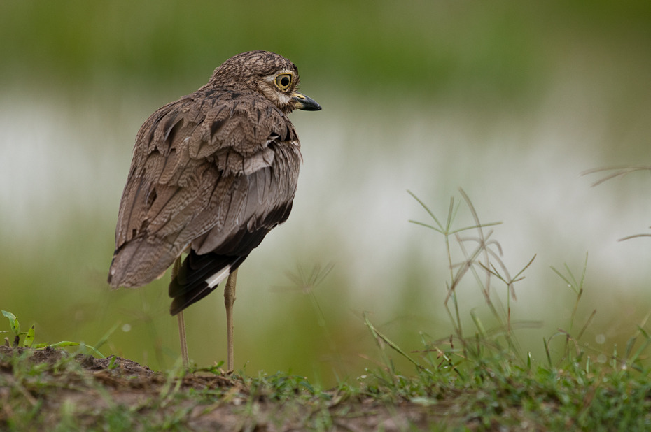  Kulon nawodny Ptaki Nikon D300 Sigma APO 500mm f/4.5 DG/HSM Tanzania 0 ptak ekosystem dziób fauna dzikiej przyrody trawa shorebird