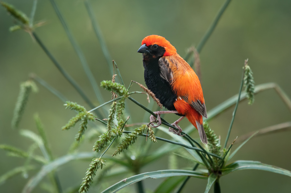  Wikłacz czarnobrzuchy Ptaki Nikon D300 Sigma APO 500mm f/4.5 DG/HSM Tanzania 0 ptak dziób fauna zięba dzikiej przyrody organizm kardynał wilga na starym świecie