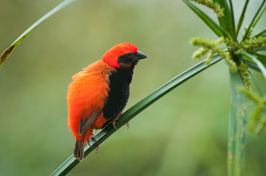  Wikłacz czarnobrzuchy Ptaki Nikon D300 Sigma APO 500mm f/4.5 DG/HSM Tanzania 0 ptak fauna dziób kardynał dzikiej przyrody wilga na starym świecie zięba