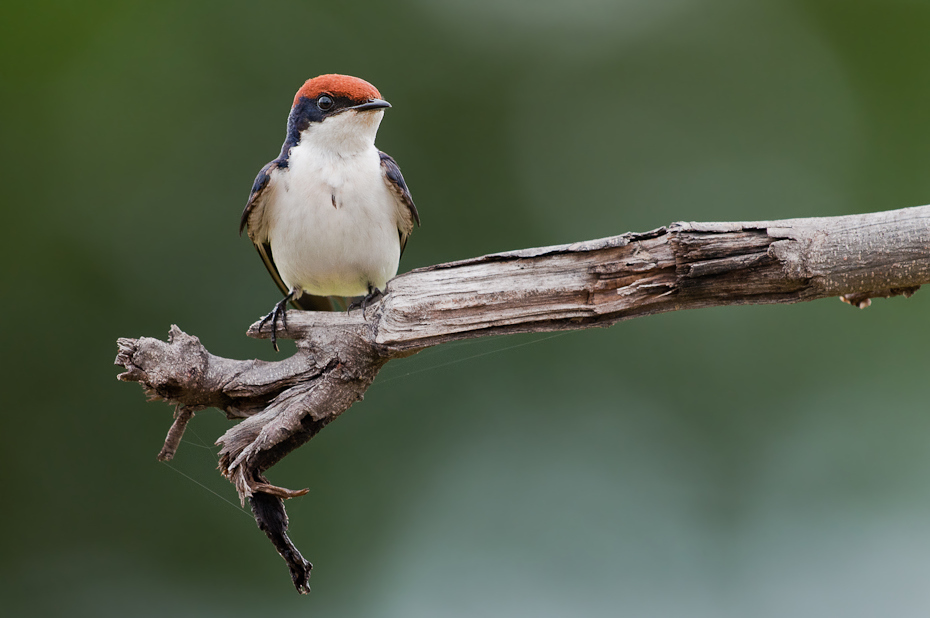  Jaskólka rdzawogłowa Ptaki Nikon D300 Sigma APO 500mm f/4.5 DG/HSM Tanzania 0 ptak dziób fauna flycatcher starego świata zięba dzikiej przyrody gałąź słowik ptak przysiadujący Gałązka