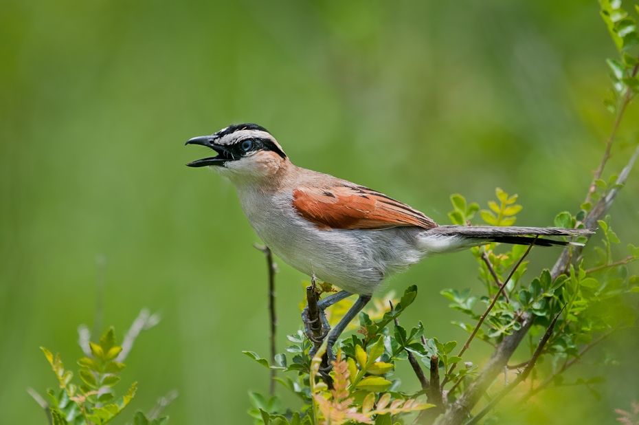  Czagra senegalska Ptaki Nikon D300 Sigma APO 500mm f/4.5 DG/HSM Tanzania 0 ptak fauna ekosystem dziób dzikiej przyrody zięba flycatcher starego świata skowronek wróbel słowik