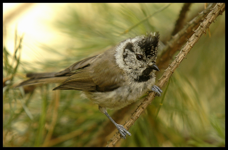  Czubatka Ptaki sikorka czubatka ptaki Nikon D200 Sigma APO 100-300mm f/4 HSM Zwierzęta ptak fauna dziób wróbel dzikiej przyrody chickadee ptak przysiadujący pióro ścieśniać Emberizidae