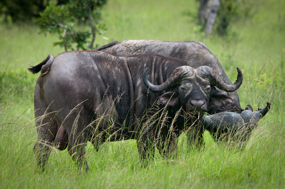  Bawoły Przyroda Nikon D300 AF-S Nikkor 70-200mm f/2.8G Tanzania 0 dzikiej przyrody zwierzę lądowe gnu łąka wodny bawół fauna trawa pasący się pustynia róg