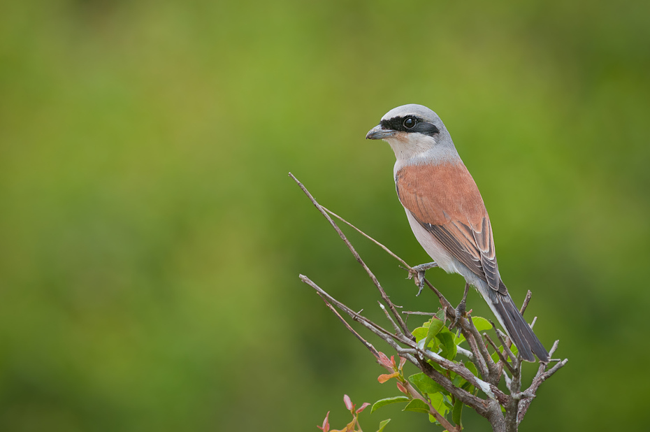  Dzierzba gąsiorek Ptaki Nikon D300 AF-S Nikkor 70-200mm f/2.8G Tanzania 0 ptak ekosystem fauna dzikiej przyrody dziób flycatcher starego świata wróbel trawa ecoregion łąka