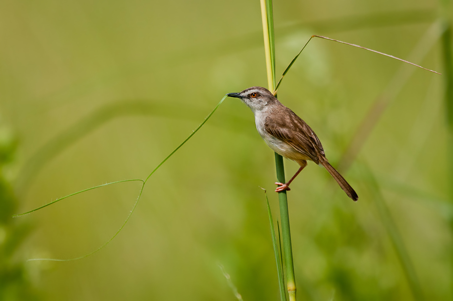  Prinia myszata Ptaki Nikon D300 AF-S Nikkor 70-200mm f/2.8G Tanzania 0 ptak ekosystem fauna dzikiej przyrody dziób rodzina traw wróbel słowik strzyżyk trawa