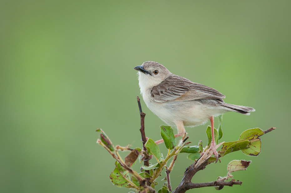  Chwastówka cynamonowa Ptaki Nikon D300 Sigma APO 500mm f/4.5 DG/HSM Tanzania 0 ptak fauna dziób dzikiej przyrody wróbel flycatcher starego świata skowronek Emberizidae zięba strzyżyk