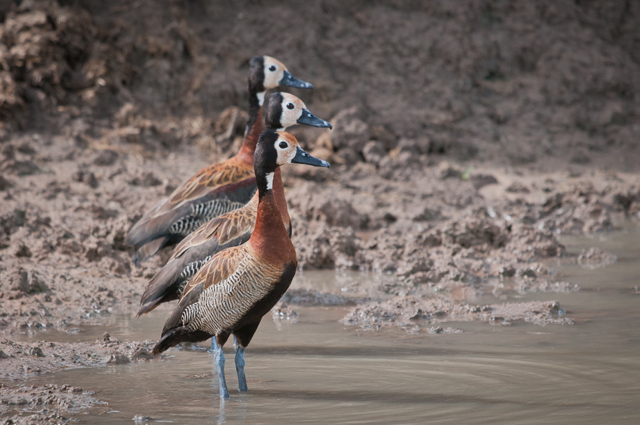  Drzewica bialolica Ptaki Nikon D300 Sigma APO 500mm f/4.5 DG/HSM Tanzania 0 ptak fauna wodny ptak dzikiej przyrody woda kaczki gęsi i łabędzie kaczka dziób ptactwo wodne ptak morski