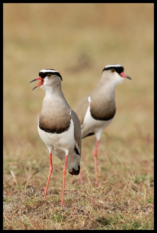  Czajka koroniasta Ptaki ptaki Nikon D200 Sigma APO 500mm f/4.5 DG/HSM Kenia 0 ptak fauna ekosystem dziób ptak morski shorebird dzikiej przyrody frajer charadriiformes szczudło