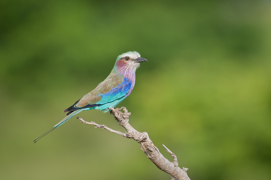  Kraska liliowopierśna Ptaki Nikon D300 Sigma APO 500mm f/4.5 DG/HSM Tanzania 0 ptak wałek fauna dziób ekosystem dzikiej przyrody flycatcher starego świata pióro niebieski ptak zięba