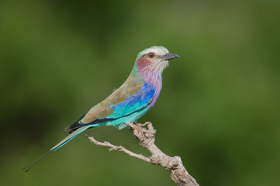  Kraska liliowopierśna Ptaki Nikon D300 Sigma APO 500mm f/4.5 DG/HSM Tanzania 0 ptak wałek fauna dziób dzikiej przyrody ekosystem pióro niebieski ptak organizm flycatcher starego świata