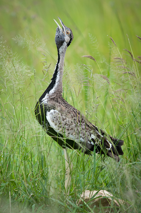  Dropik białouchy Przyroda Nikon D300 Sigma APO 500mm f/4.5 DG/HSM Tanzania 0 ptak ekosystem fauna rezerwat przyrody dziób łąka dzikiej przyrody trawa żuraw jak ptak zwierzę lądowe