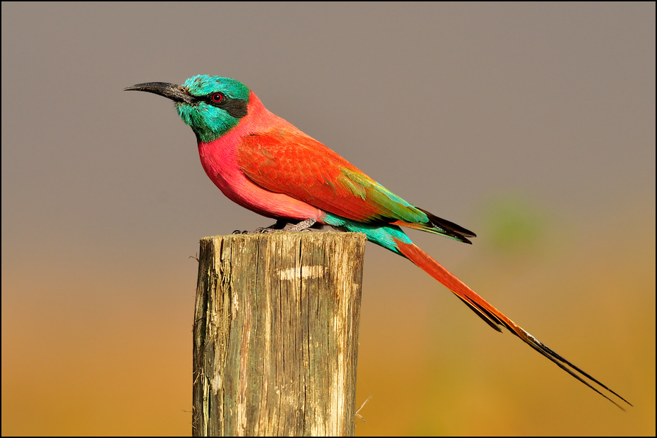  Żołna szkarłatna Ptaki Nikon D300 Sigma APO 500mm f/4.5 DG/HSM Etiopia 0 ptak fauna dziób zjadacz pszczół pióro coraciiformes skrzydło dzikiej przyrody organizm