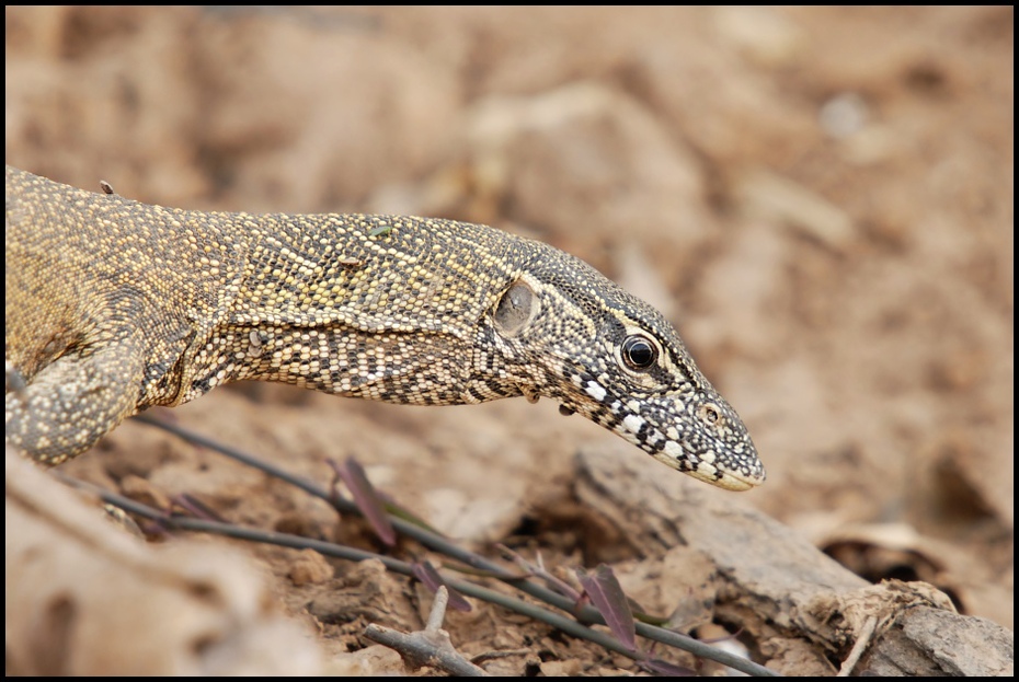  Waran Inne Nikon D200 Sigma APO 50-500mm f/4-6.3 HSM Zwierzęta gad jaszczurka lacertidae zwierzę lądowe skalowany gad fauna whiptail lacerta smok Komodo organizm