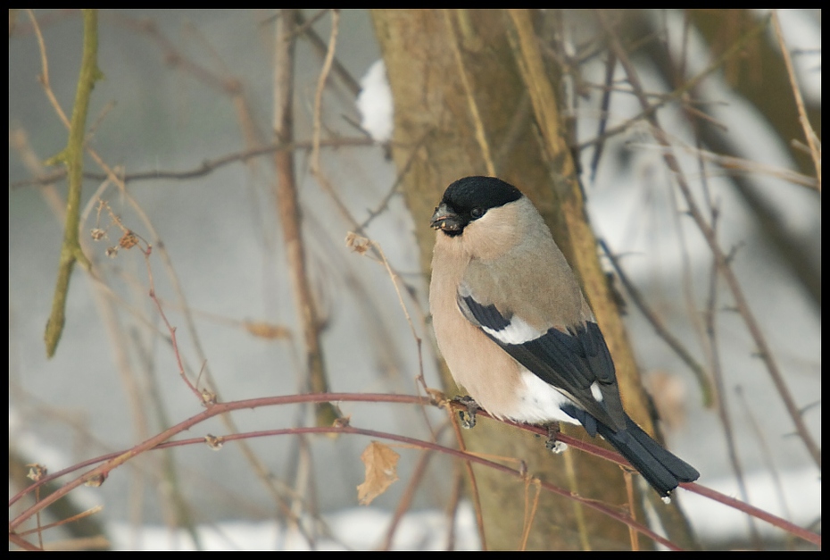  Gil Ptaki gil ptaki Nikon D200 Sigma APO 50-500mm f/4-6.3 HSM Zwierzęta ptak fauna dziób pióro gałąź Gałązka dzikiej przyrody ranek ptak przysiadujący drzewo