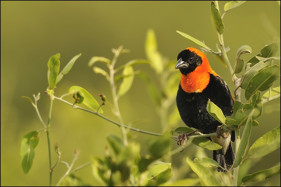  Wikłacz wąskokryzy Ptaki Nikon D300 Sigma APO 500mm f/4.5 DG/HSM Tanzania 0 ptak fauna dziób zięba organizm dzikiej przyrody wilga na starym świecie coraciiformes