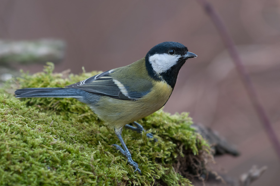  Bogatka Ptaki Nikon D300 Sigma APO 500mm f/4.5 DG/HSM Zwierzęta ptak fauna dziób chickadee dzikiej przyrody ptak przysiadujący Emberizidae zięba pióro flycatcher starego świata