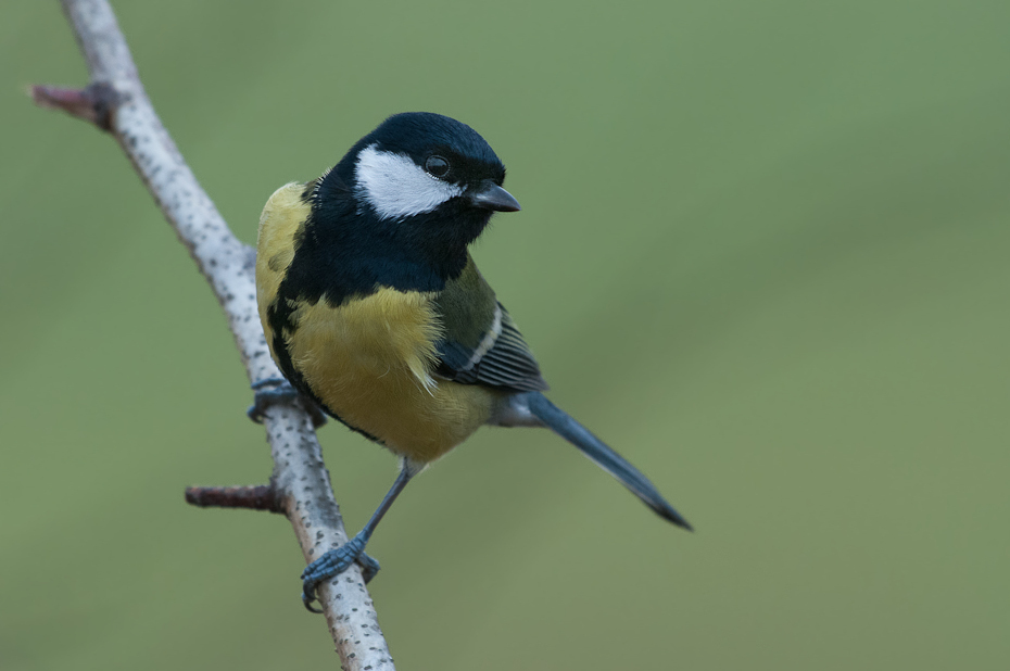  Bogatka Ptaki Nikon D300 Sigma APO 500mm f/4.5 DG/HSM Zwierzęta ptak fauna dziób dzikiej przyrody zięba chickadee ptak przysiadujący Gałązka strzyżyk flycatcher starego świata