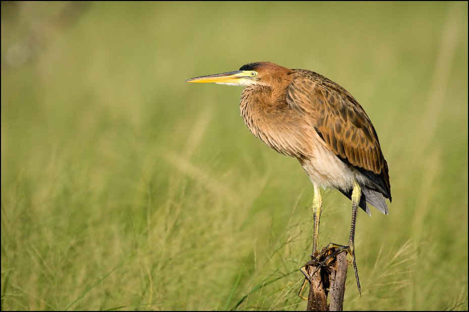  Bączek Ptaki Nikon D300 Sigma APO 500mm f/4.5 DG/HSM Kenia 0 ptak ekosystem dzikiej przyrody dziób fauna łąka zielona czapla trawa czapla ecoregion