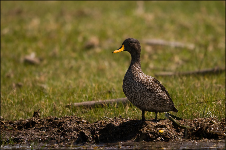  Kaczka żółtodzioba Ptaki Nikon D300 Sigma APO 500mm f/4.5 DG/HSM Kenia 0 ptak dziób fauna wodny ptak kaczka dzikiej przyrody woda kaczki gęsi i łabędzie organizm ptactwo wodne