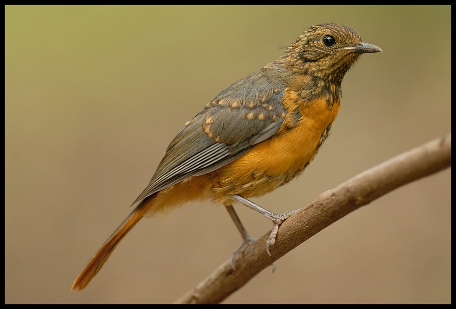  Złotokos białobrewy samica Ptaki zlotokos bialobrewy Nikon D200 Sigma APO 500mm f/4.5 DG/HSM Kenia 0 ptak fauna dziób flycatcher starego świata dzikiej przyrody pióro zięba Emberizidae trznadel ortolan skrzydło