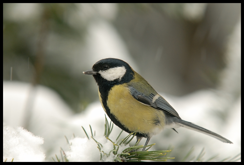  Ciągle pada... Ptaki sikorka bogatka ptaki Nikon D200 Sigma APO 100-300mm f/4 HSM Zwierzęta ptak fauna dziób chickadee dzikiej przyrody pióro flycatcher starego świata ptak przysiadujący zięba ścieśniać