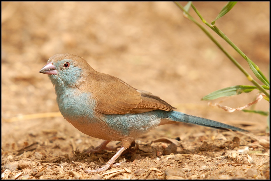  Motylik krasnouchy Ptaki Nikon D200 Sigma APO 50-500mm f/4-6.3 HSM Senegal 0 ptak fauna dziób zięba Emberizidae organizm ptak przysiadujący wróbel słowik Wróbel