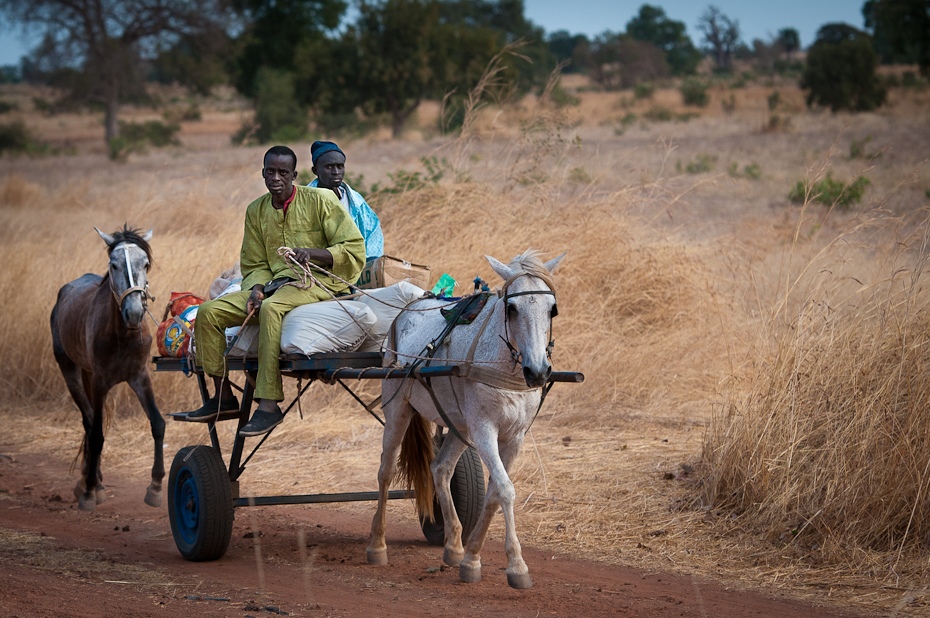  Dwukółka Senegal Nikon D300 AF-S Nikkor 70-200mm f/2.8G Budapeszt Bamako 0 rodzaj transportu juczne zwierzę obszar wiejski pole rolnictwo krajobraz drzewo piasek gleba wózek