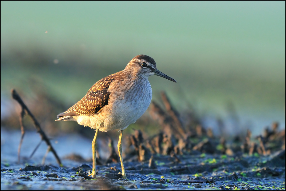  Brodziec piskliwy Ptaki Nikon D300 Sigma APO 500mm f/4.5 DG/HSM Zwierzęta ptak brodziec ekosystem dzikiej przyrody fauna shorebird dziób Calidrid czerwony piaskownica woda