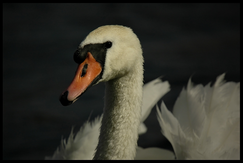  Łabędź Ptaki łabędź ptak Nikon D70 Sigma APO 100-300mm f/4 HSM Zwierzęta dziób wodny ptak fauna kaczki gęsi i łabędzie ścieśniać ptactwo wodne pióro dzikiej przyrody