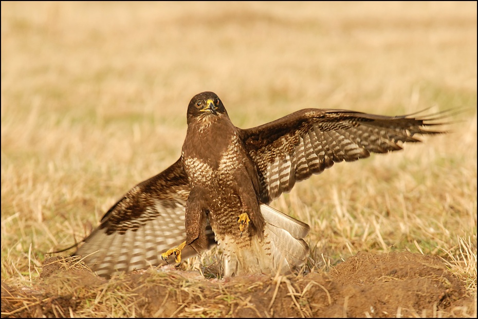  Myszołów Ptaki Nikon D200 Sigma APO 100-300mm f/4 HSM Zwierzęta ptak ekosystem fauna myszołów jastrząb sokół dzikiej przyrody ptak drapieżny dziób ecoregion