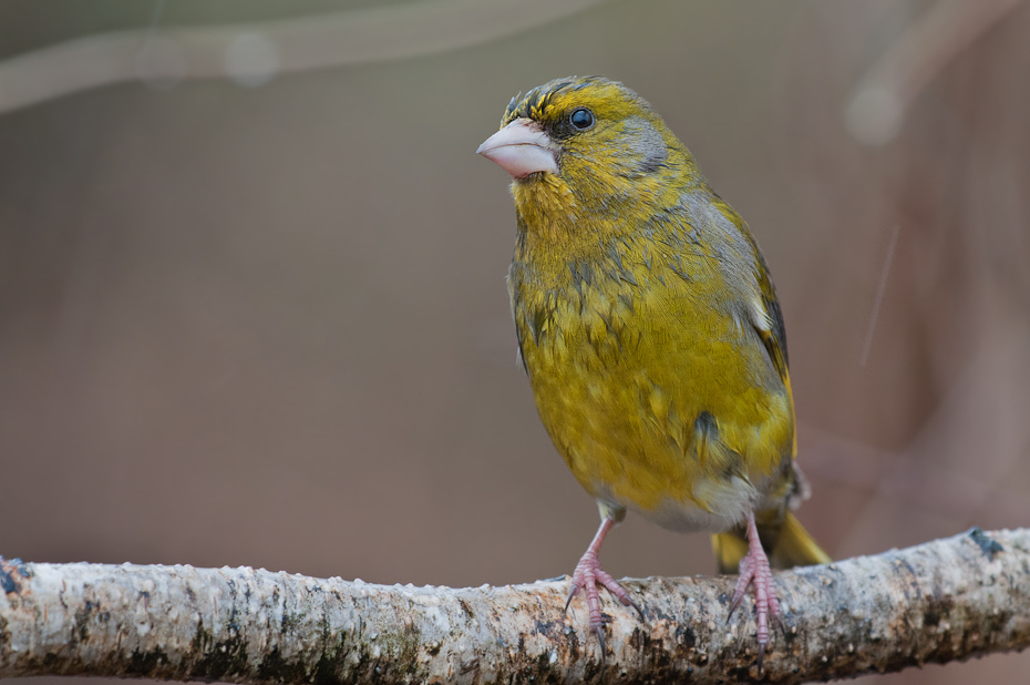  Dzwoniec Ptaki Nikon D300 Sigma APO 500mm f/4.5 DG/HSM Zwierzęta ptak dziób fauna zięba pióro dzikiej przyrody ptak przysiadujący kanarek Emberizidae organizm