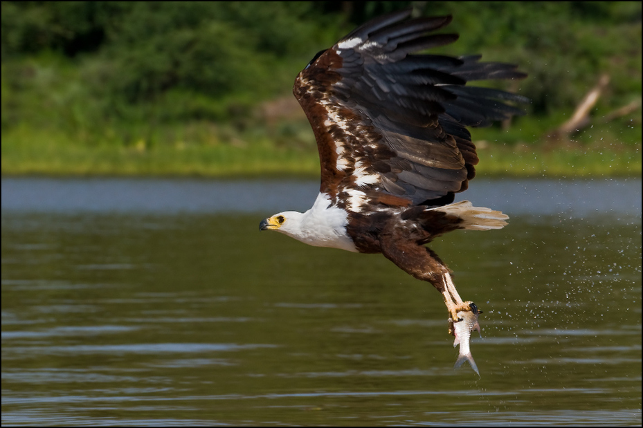  Bielik afrykański Ptaki Nikon D300 AF-S Nikkor 70-200mm f/2.8G Kenia 0 ptak orzeł ptak drapieżny accipitriformes ekosystem woda fauna dziób Bielik amerykański dzikiej przyrody