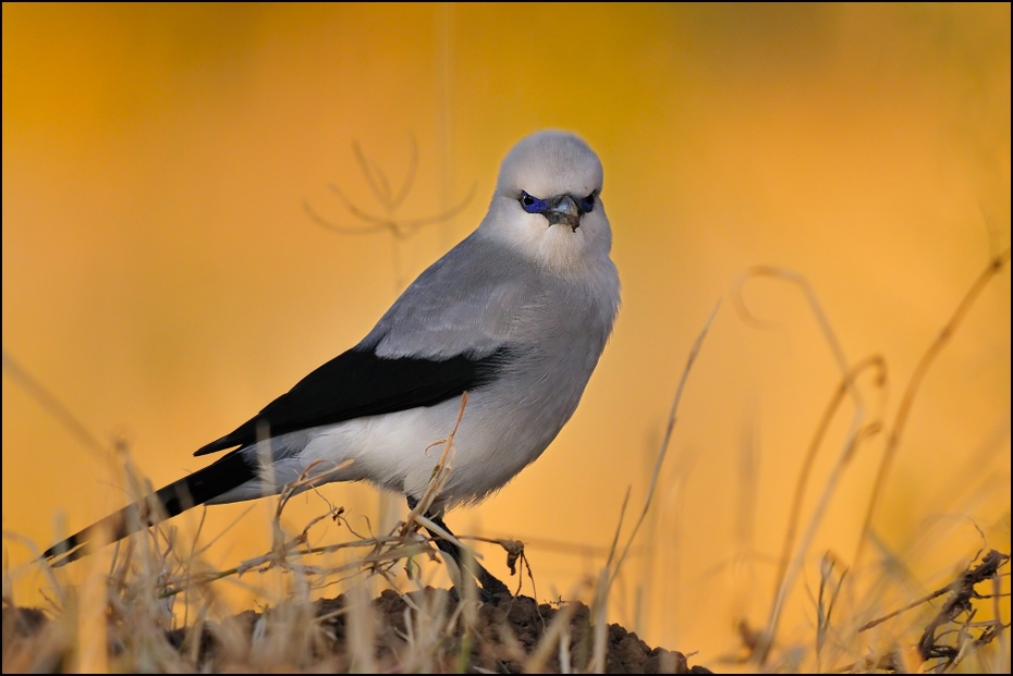  Abisyniak Ptaki Nikon D300 Sigma APO 500mm f/4.5 DG/HSM Etiopia 0 ptak fauna dziób dzikiej przyrody ranek pióro niebo Emberizidae ptak przysiadujący sójka